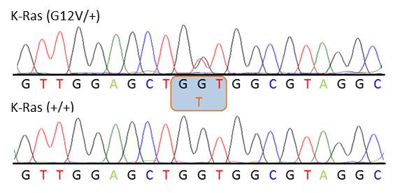 Chromatograph showing heterozygosity for the K-Ras G12V mutation within K-Ras exon 2 (SNP accession number: rs121913529)
