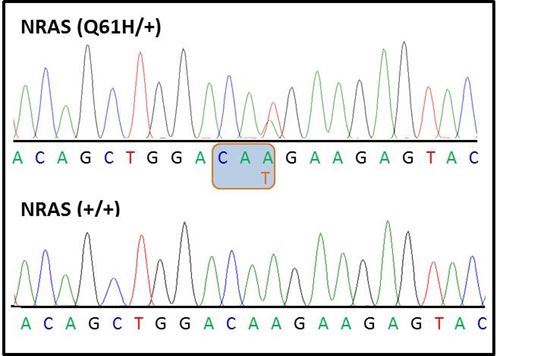 Chromatograph showing heterozygosity for the N-Ras Q61H mutation within N-Ras