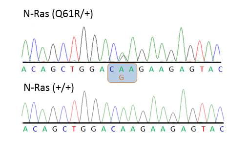 Chromatograph showing heterozygosity for the Q61R mutation within N-Ras