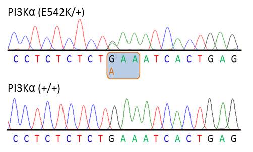 Chromatograph showing heterozygosity for the E545K mutation and PIK3CA; wild type