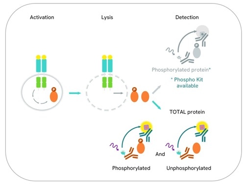 HTRF assay principle