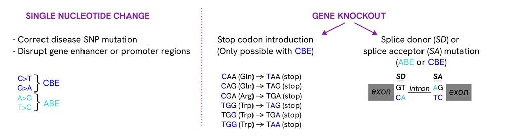 diagram-base-editing-strategies-global-product-page