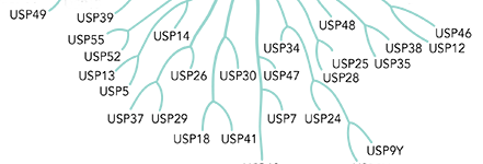 DUB tree1 thumbnail DUB tree1 thumbnail