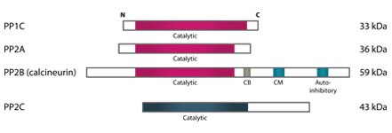 Human Serine threonine Phosphatase Human Serine threonine Phosphatase