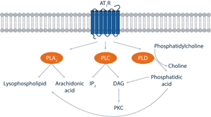 Phospholipases