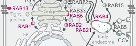 Pathways rab1 colored thumbnail Pathways rab1 colored thumbnail
