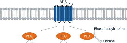 PhosPathway PhosPathway