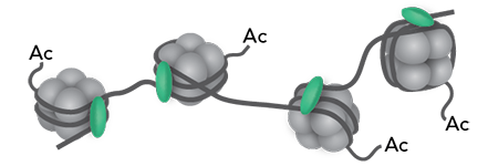 chromatin thumbnail chromatin thumbnail
