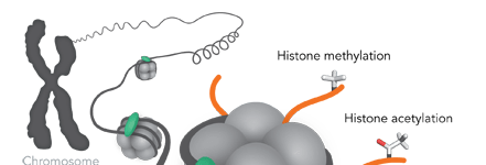 epigenetic thumbnail epigenetic thumbnail