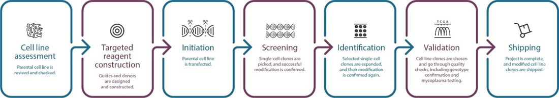 iPSC engineering workflow