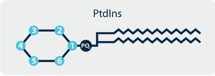 phosphoinositide thumbnail phosphoinositide thumbnail