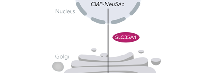 sialylation thumbnail sialylation thumbnail