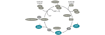 sumoylation thumbnail sumoylation thumbnail
