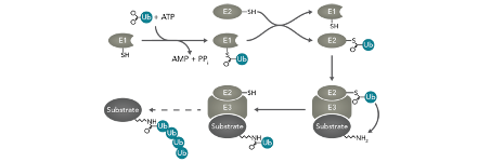 ubiquitination thumbnail ubiquitination thumbnail