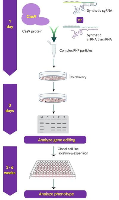 figure 2 high image