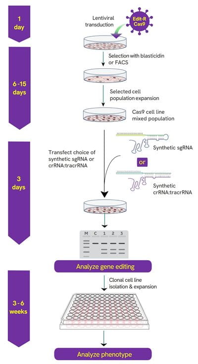 lenti transduction image