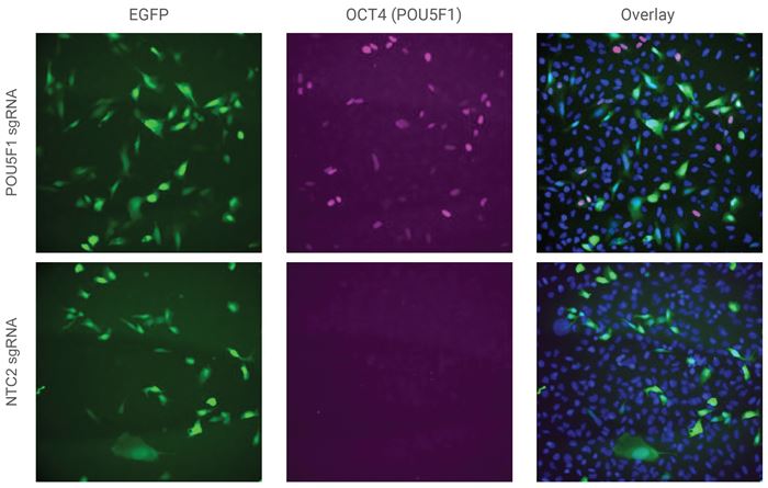 Activation of OCT4 protein in unsorted U2OS cells by EGFP mCMV CRISPRa All-in-one viral particles