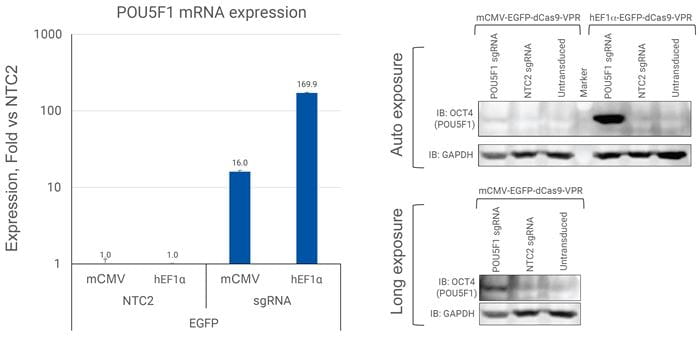 Induction of OCT4 protein expression in unsorted U2OS cells
