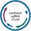 All-in-one lentiviral sgRNA + Cas9