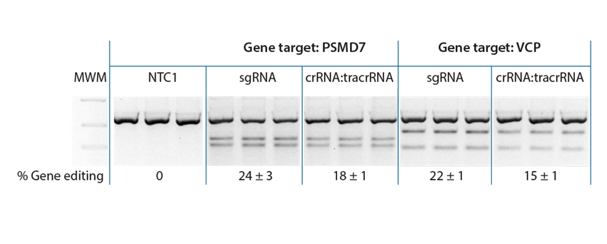 Synthetic guide RNAs co-delivered with Cas9 nuclease protein