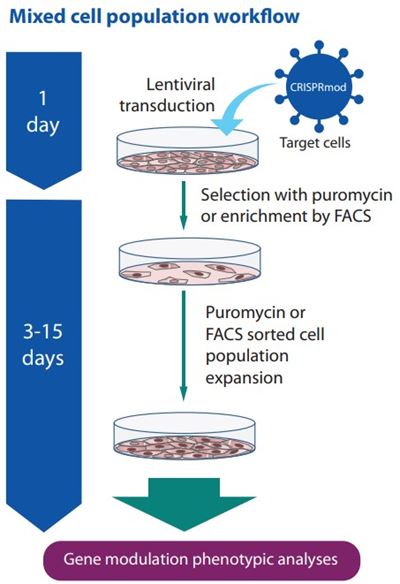 CRISPR modulation all-in-one workflow image