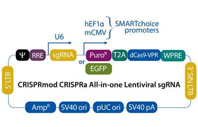 crispra AIO vector map