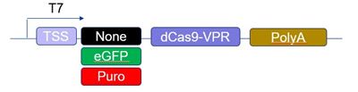 CRISPRmod CRISPRa dCas9-VPR mRNA schematic