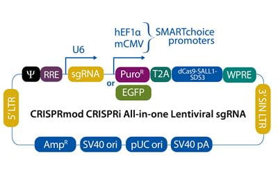 crispri-all-in-one-vector-map