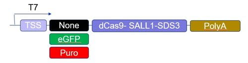 CRISPRmod CRISPRi dCas9-SALL1-SDS3 mRNA schematic
