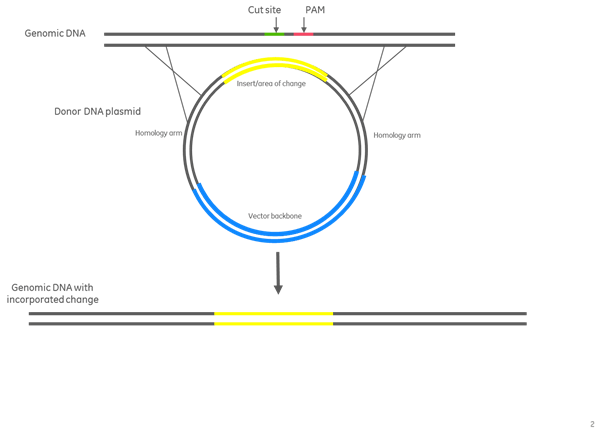 Donor Plasmid Assembly Fluorescence Marker image