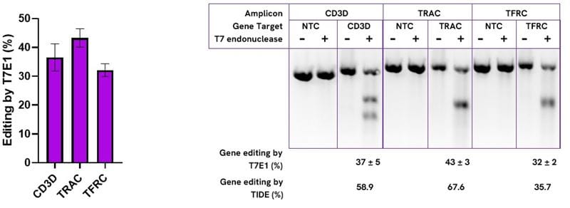Efficient indel formation following lipid transfection of U2OS cells with Edit-R Cas9 Protein Hybrid NLS and Edit-R synthetic sgRNA