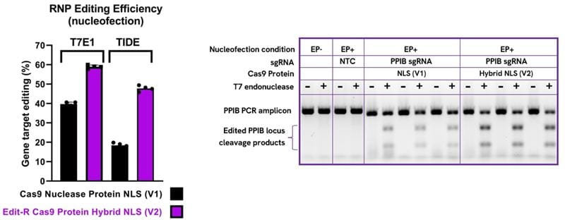 Efficient indel formation following nucleofection of U2OS cells with Edit-R Cas9 Protein Hybrid NLS RNPs