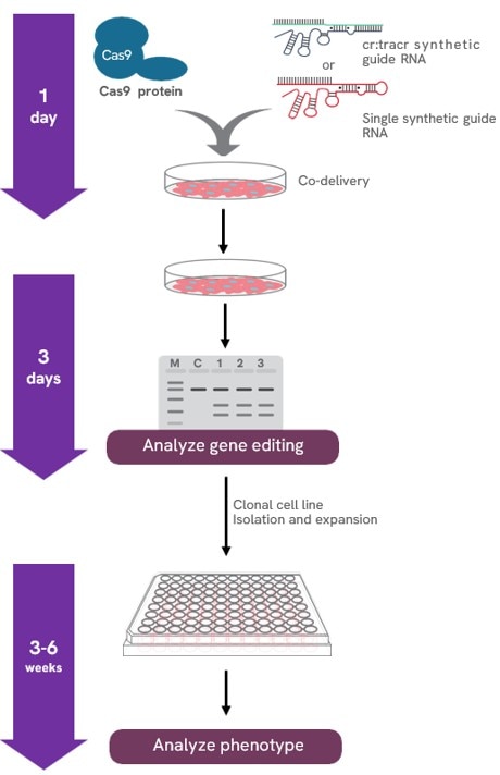 Gene knockout workflow using Edit-R Cas9 Protein Hybrid NLS