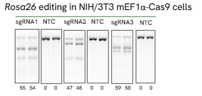 rosa26 cutting sgrna wb