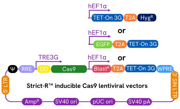 Schematic map of the Strict-R Inducible Cas9 Lentiviral vectors