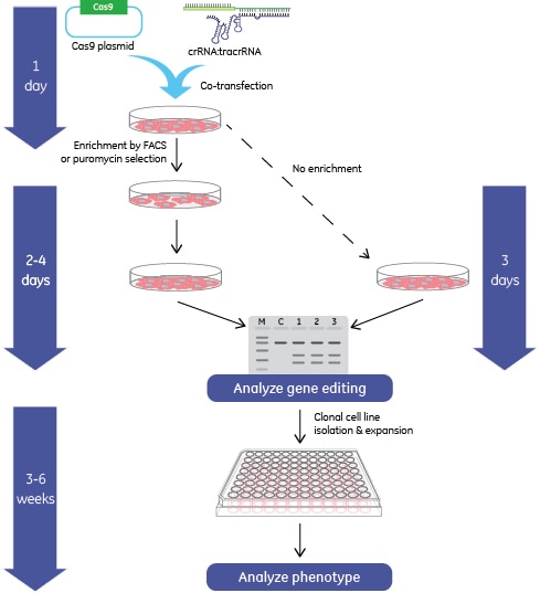 Workflow: Cas9 plasmid with synthetic crRNA:tracrRNA