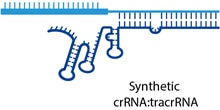 Edit-R synthetic crRNA