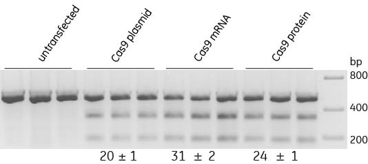 Synthetic crRNA:tracrRNA is compatible with all Cas9 Nuclease formats