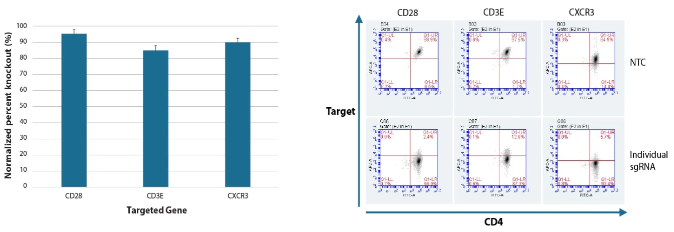 CD4 + T細胞に、標的遺伝子あたり単一のデザイン済み化学合成sgRNAを用いた、タンパク質ノックアウトのフローサイトメトリー分析