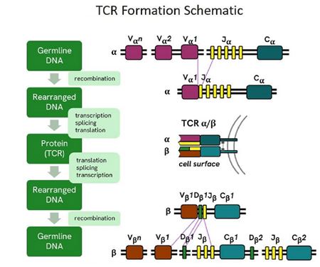 TCR Formation Schematic