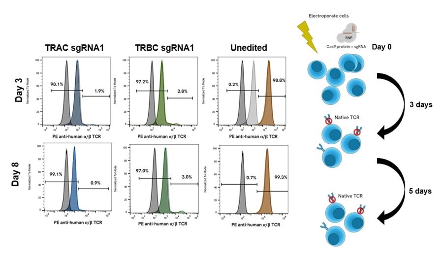 TCR knock-out is stable in CD8+ T cells