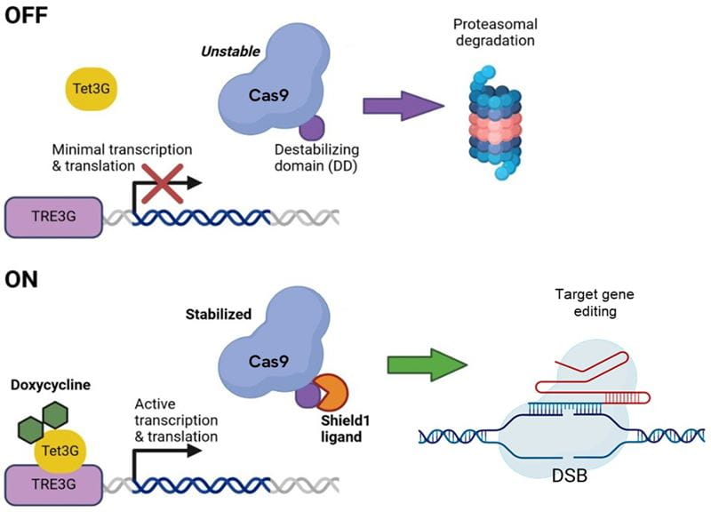 Transcriptional and post-translational control with Strict-R™ Inducible Cas9  Lentiviral System