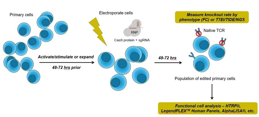 Workflow for RNP-based editing with synthetic sgRNAs in primary cells