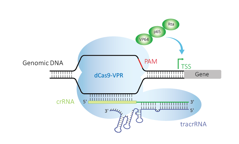 Dcas9 Vpr Mrna For Quick Transcriptional Activation And Enrichment In