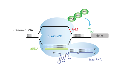 crispr activation figure tracrna