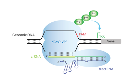 crRNA image