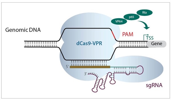Diagram of CRISPRa based transcriptional activation
