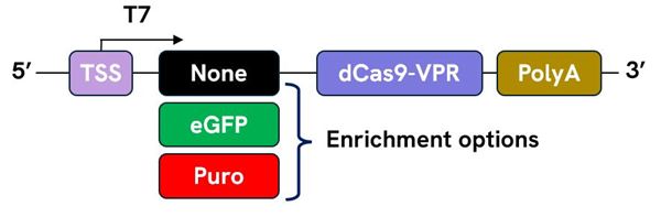 crisprmod crrispra dcas9 vpr mrna schematic