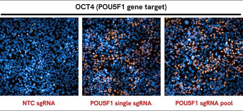 oct4-pou5f1-gene-target