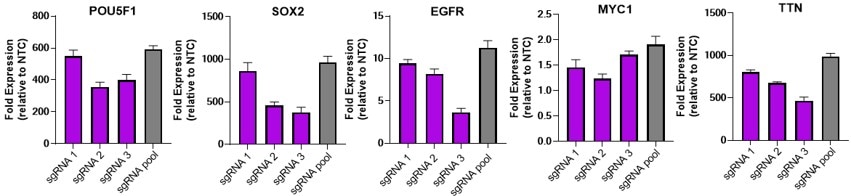 robust-crispra-sgrna-target-activation